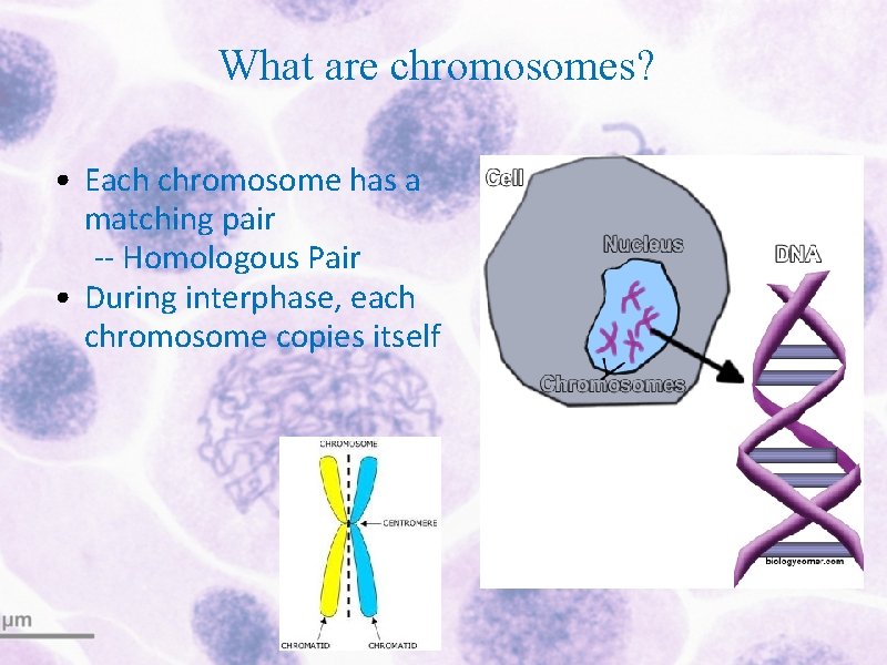 What are chromosomes? • Each chromosome has a matching pair -- Homologous Pair •