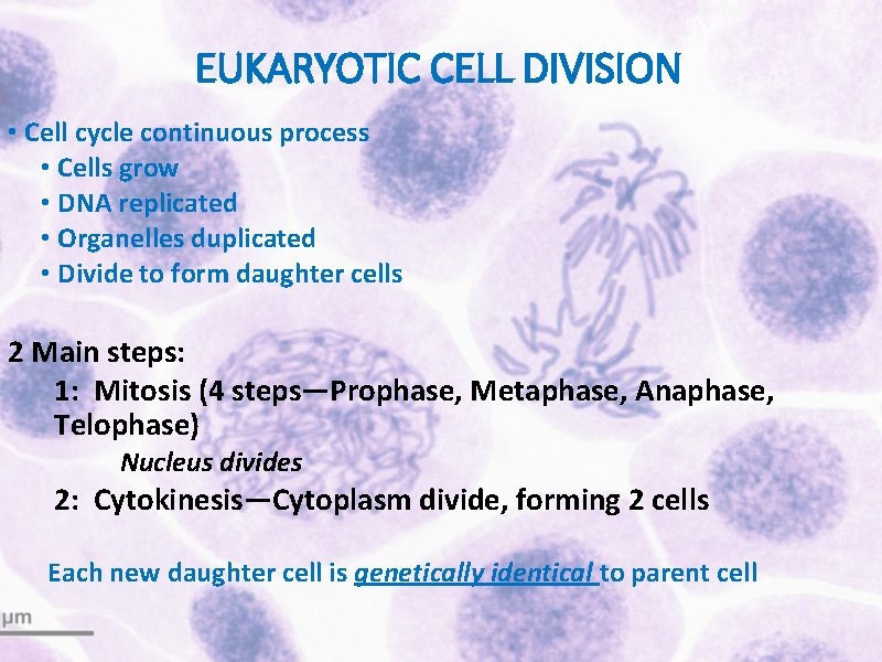 EUKARYOTIC CELL DIVISION • Cell cycle continuous process • Cells grow • DNA replicated