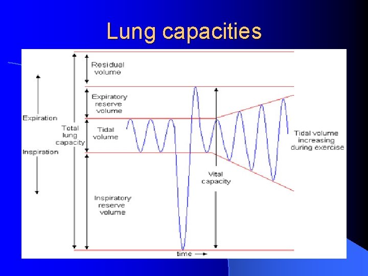 Lung capacities Volume of air 