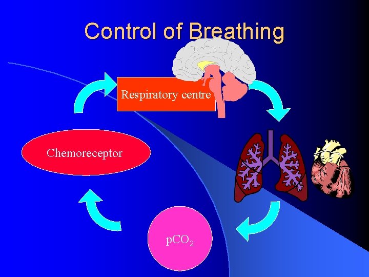 Control of Breathing Respiratory centre Chemoreceptor p. CO 2 