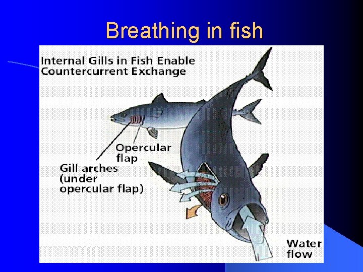 Breathing in fish 