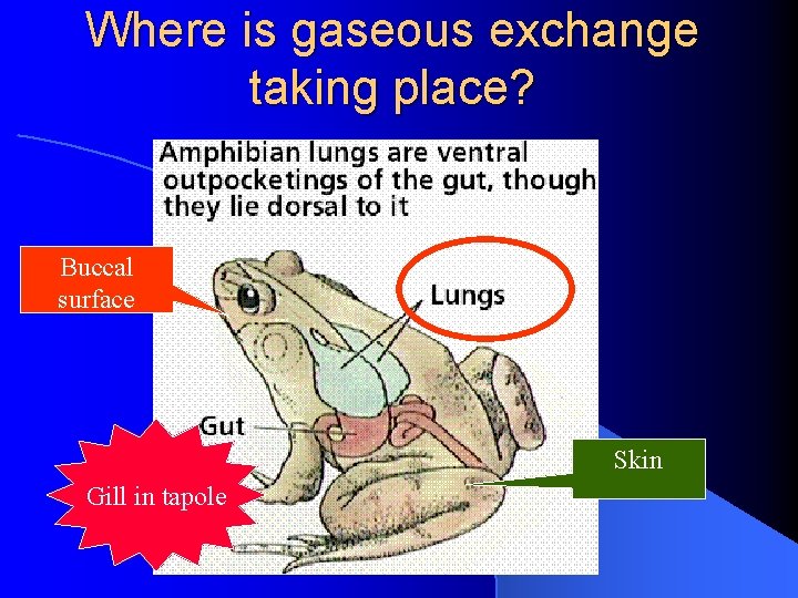 Where is gaseous exchange taking place? Buccal surface Skin Gill in tapole 