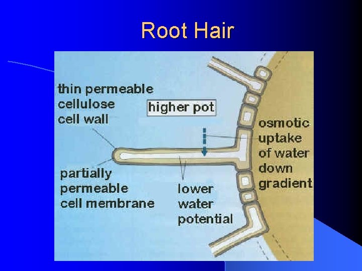 Root Hair 