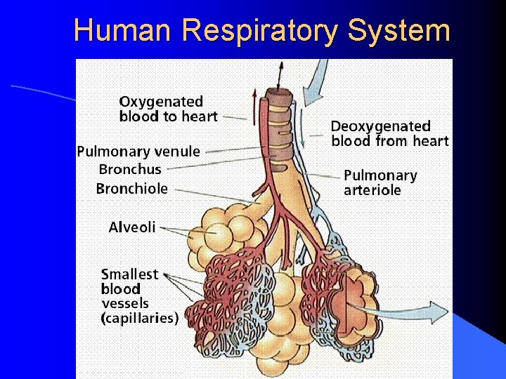 Human Respiratory System 