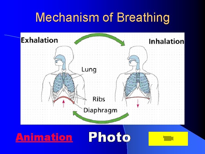 Mechanism of Breathing Animation 