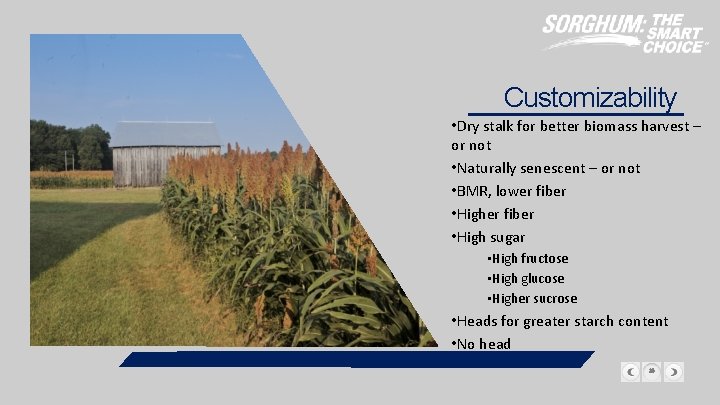 Customizability • Dry stalk for better biomass harvest – or not • Naturally senescent