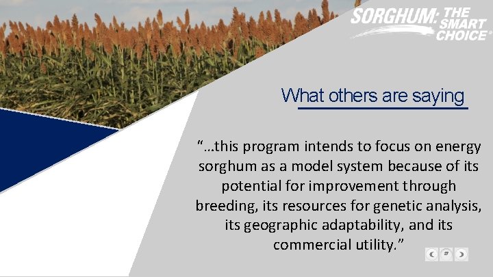 What others are saying “…this program intends to focus on energy sorghum as a