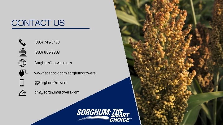 CONTACT US (806) 749 -3478 (800) 658 -9808 Sorghum. Growers. com www. facebook. com/sorghumgrowers