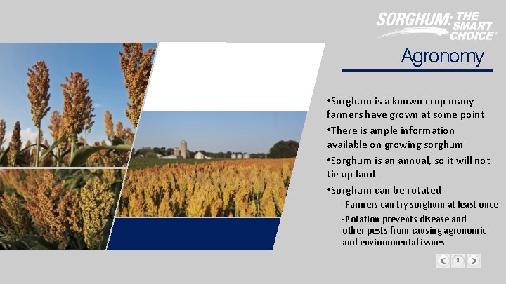 Agronomy • Sorghum is a known crop many farmers have grown at some point