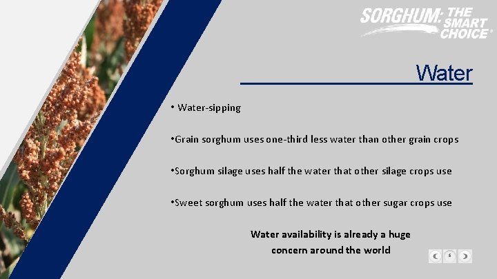 Water • Water-sipping • Grain sorghum uses one-third less water than other grain crops