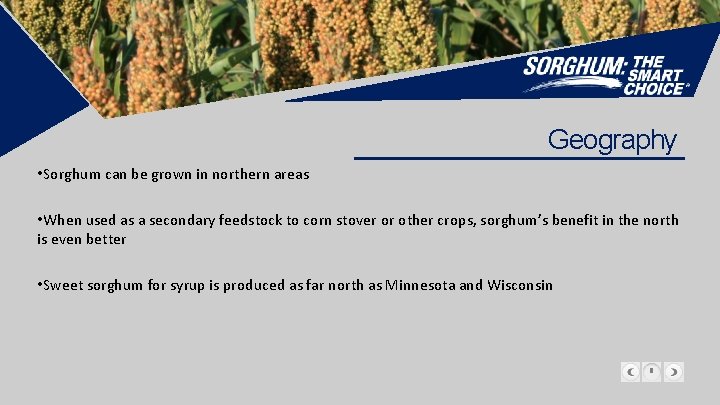 Geography • Sorghum can be grown in northern areas • When used as a