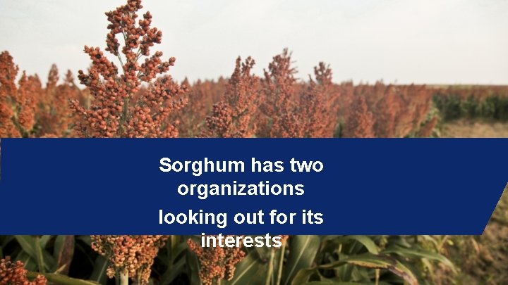 Sorghum has two organizations looking out for its interests 9 