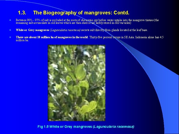  1. 3. The Biogeography of mangroves: Contd. l Between 90% - 97% of