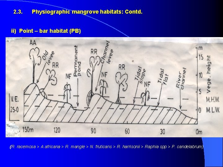 2. 3. Physiographic mangrove habitats: Contd. ii) Point – bar habitat (PB) (R. racemosa