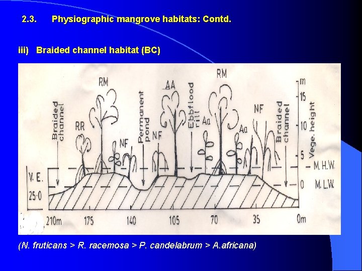 2. 3. Physiographic mangrove habitats: Contd. iii) Braided channel habitat (BC) (N. fruticans >