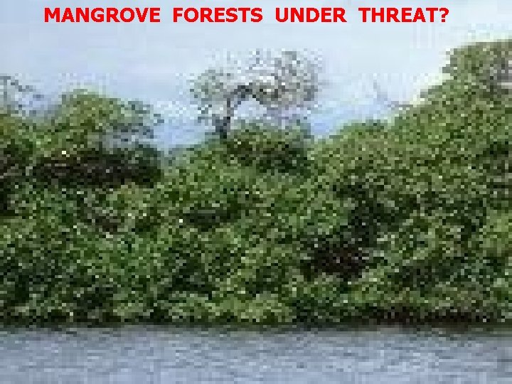 MANGROVE FORESTS UNDER THREAT? 