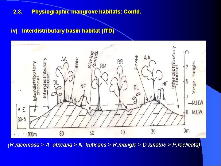 2. 3. Physiographic mangrove habitats: Contd. iv) Interdistributary basin habitat (ITD) (R. racemosa >