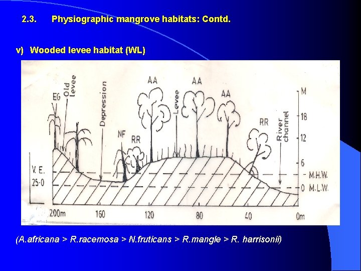 2. 3. Physiographic mangrove habitats: Contd. v) Wooded levee habitat (WL) (A. africana >