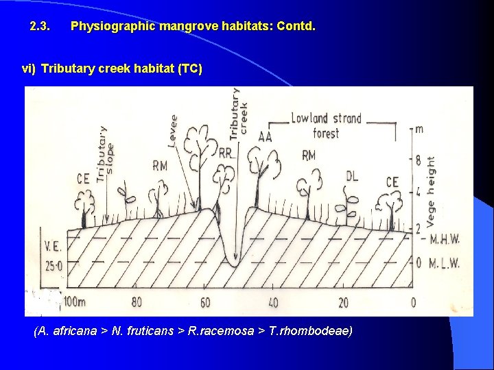 2. 3. Physiographic mangrove habitats: Contd. vi) Tributary creek habitat (TC) (A. africana >