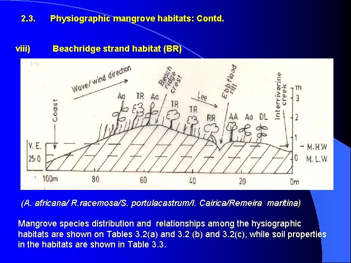 2. 3. viii) Physiographic mangrove habitats: Contd. Beachridge strand habitat (BR) (A. africana/ R.