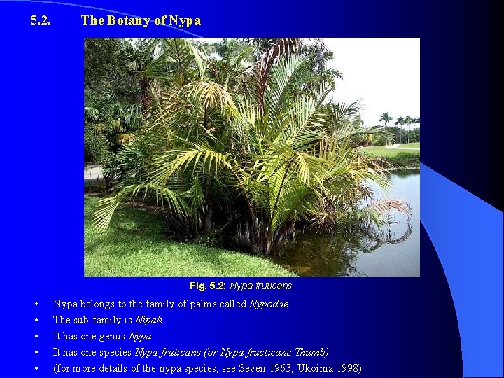 5. 2. The Botany of Nypa Fig. 5. 2: Nypa fruticans • • •