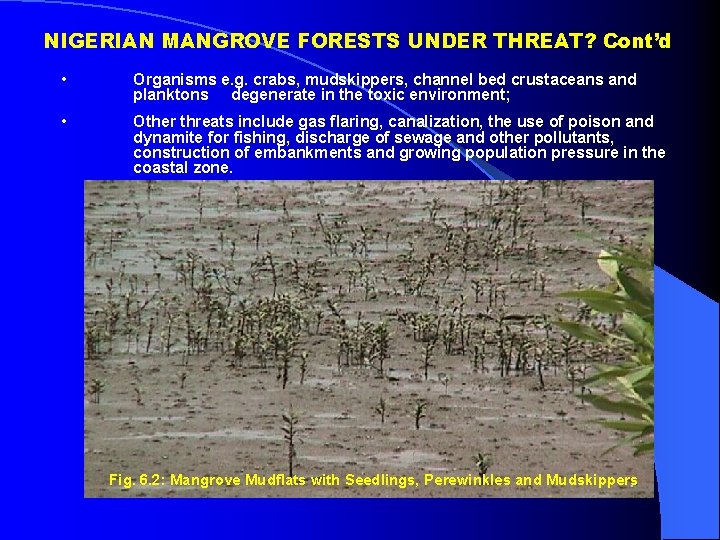 NIGERIAN MANGROVE FORESTS UNDER THREAT? Cont’d • Organisms e. g. crabs, mudskippers, channel bed