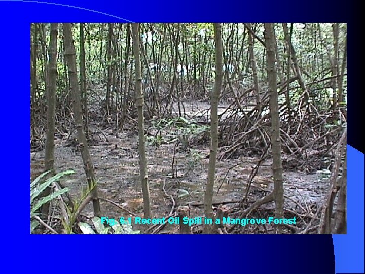 Fig. 6. 1 Recent Oil Spill in a Mangrove Forest 