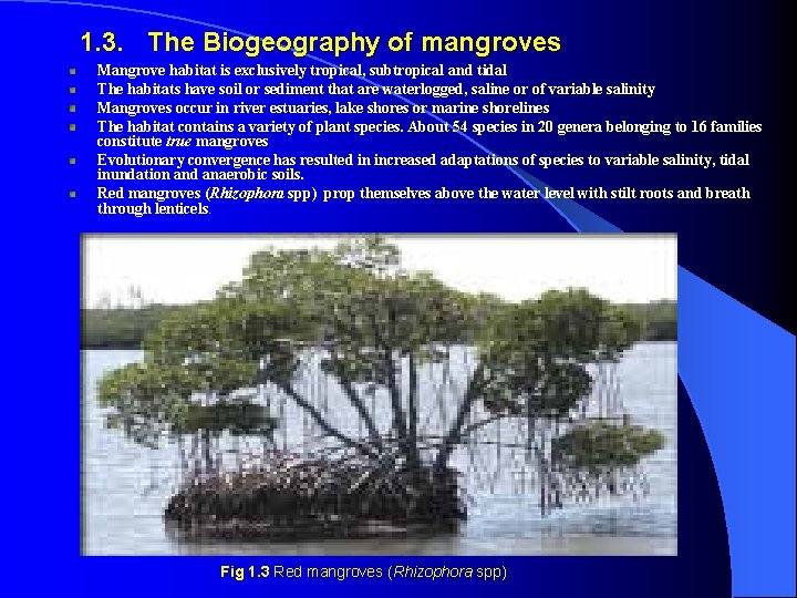  1. 3. The Biogeography of mangroves Mangrove habitat is exclusively tropical, subtropical and