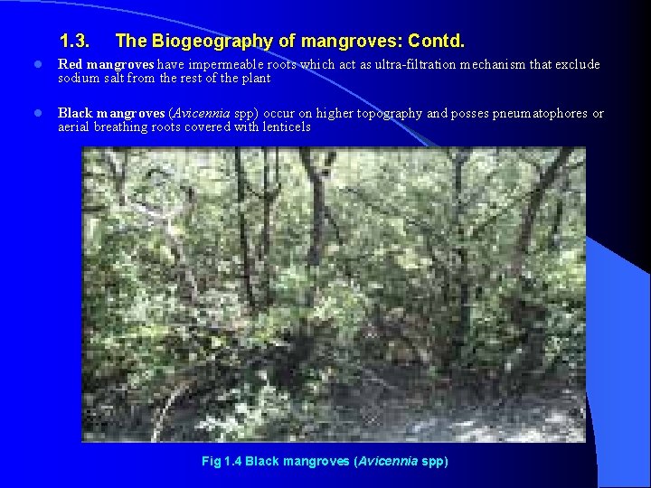 1. 3. The Biogeography of mangroves: Contd. l Red mangroves have impermeable roots