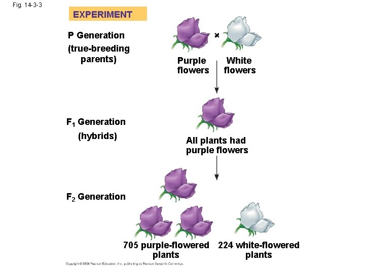 Fig. 14 -3 -3 EXPERIMENT P Generation (true-breeding parents) Purple flowers White flowers F