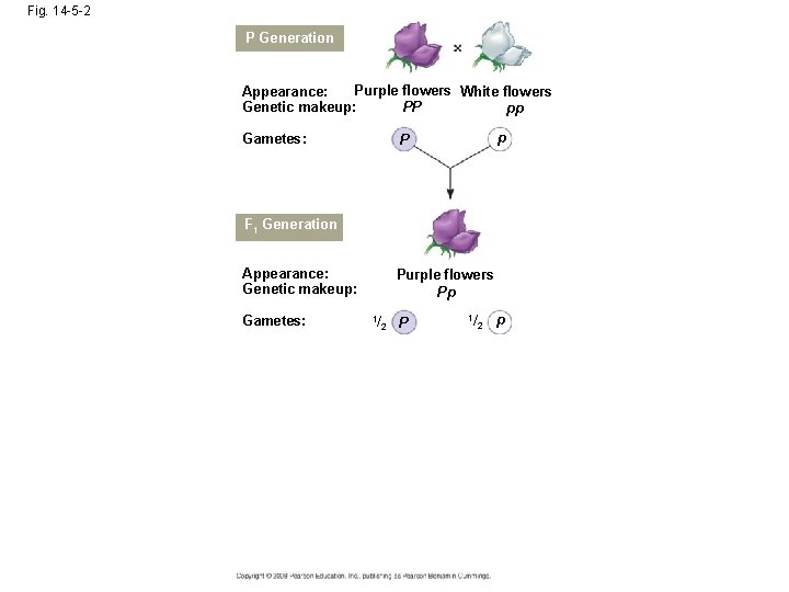 Fig. 14 -5 -2 P Generation Purple flowers White flowers Appearance: Genetic makeup: PP