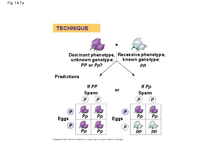 Fig. 14 -7 a TECHNIQUE Dominant phenotype, Recessive phenotype, known genotype: unknown genotype: pp