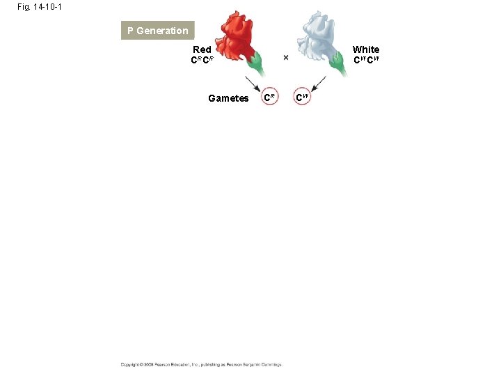 Fig. 14 -10 -1 P Generation Red CRCR Gametes White CW CW CR CW Fig. 14 -10 -1 P Generation Red CRCR Gametes White CW CW CR CW