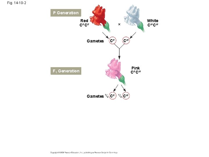 Fig. 14 -10 -2 P Generation Red CRCR Gametes White CW CW CR CW Fig. 14 -10 -2 P Generation Red CRCR Gametes White CW CW CR CW