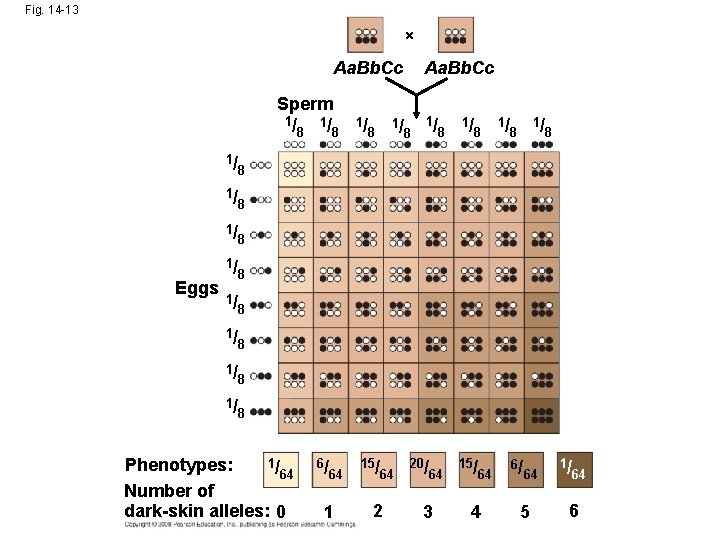 Fig. 14 -13 Aa. Bb. Cc Sperm 1/ Eggs 1/ 8 1/ 1/ 8