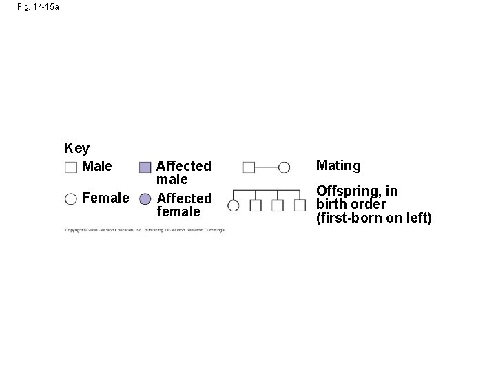 Fig. 14 -15 a Key Male Female Affected female Mating Offspring, in birth order Fig. 14 -15 a Key Male Female Affected female Mating Offspring, in birth order