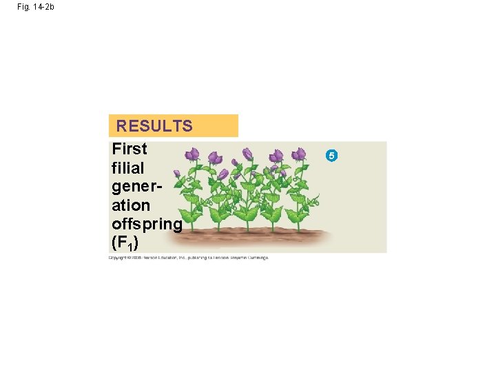 Fig. 14 -2 b RESULTS First filial generation offspring (F 1) 5 