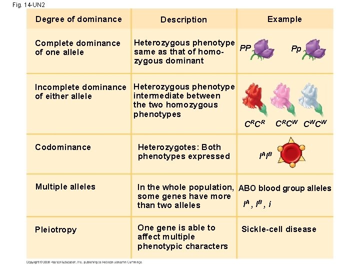 Fig. 14 -UN 2 Degree of dominance Complete dominance of one allele Example Description Fig. 14 -UN 2 Degree of dominance Complete dominance of one allele Example Description