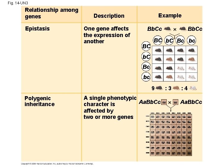 Fig. 14 -UN 3 Relationship among genes Epistasis Example Description One gene affects the