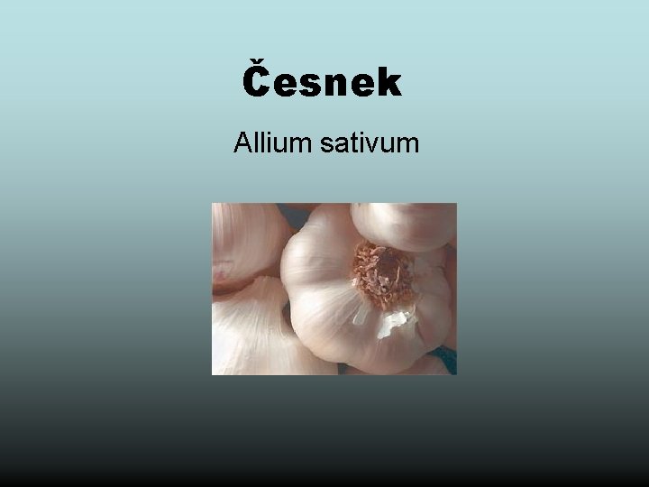 Česnek Allium sativum 