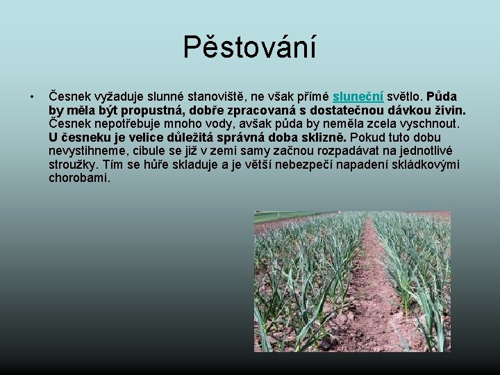 Pěstování • Česnek vyžaduje slunné stanoviště, ne však přímé sluneční světlo. Půda by měla