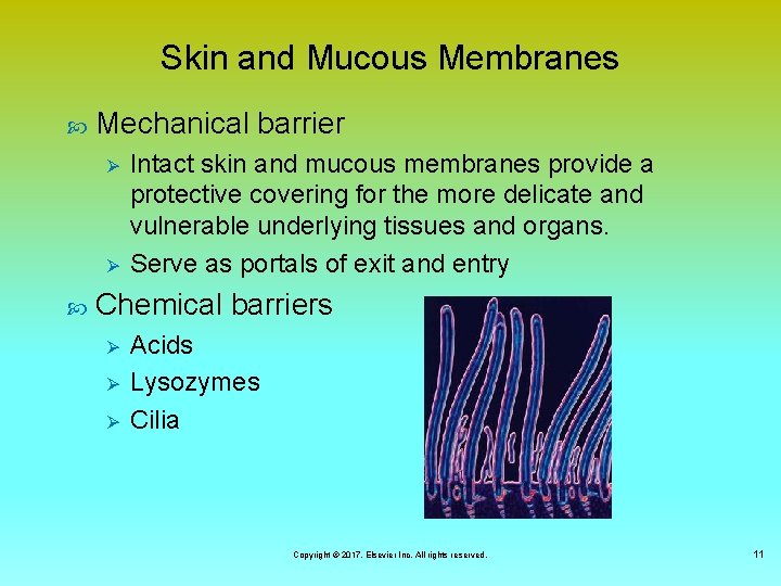 Skin and Mucous Membranes Mechanical barrier Ø Ø Intact skin and mucous membranes provide