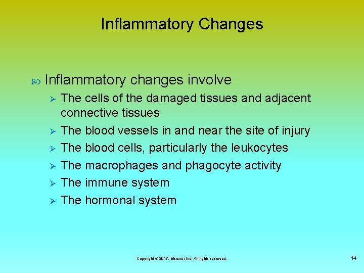 Inflammatory Changes Inflammatory changes involve Ø Ø Ø The cells of the damaged tissues