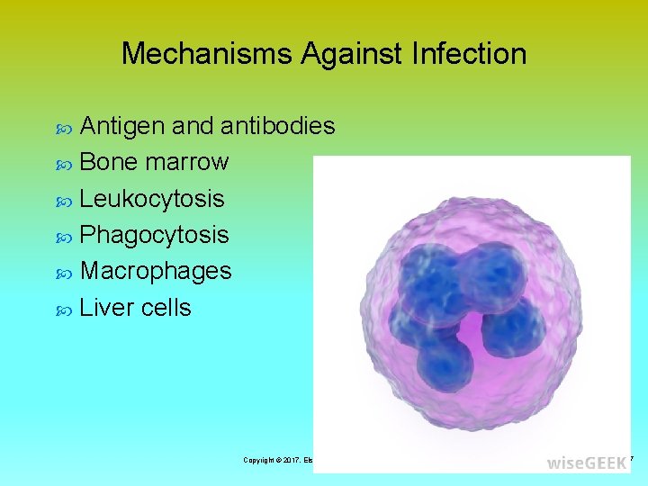 Mechanisms Against Infection Antigen and antibodies Bone marrow Leukocytosis Phagocytosis Macrophages Liver cells Copyright