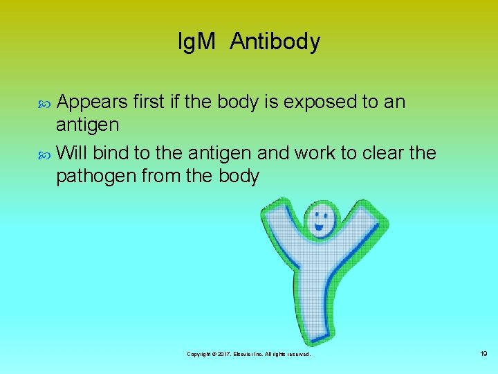Ig. M Antibody Appears first if the body is exposed to an antigen Will