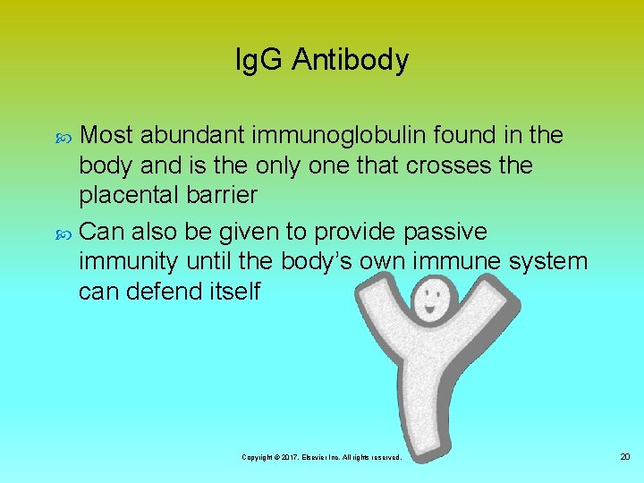 Ig. G Antibody Most abundant immunoglobulin found in the body and is the only