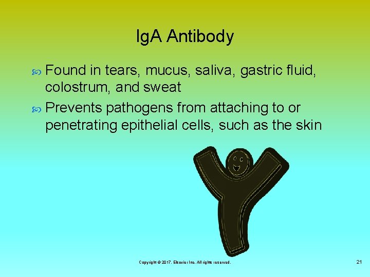 Ig. A Antibody Found in tears, mucus, saliva, gastric fluid, colostrum, and sweat Prevents