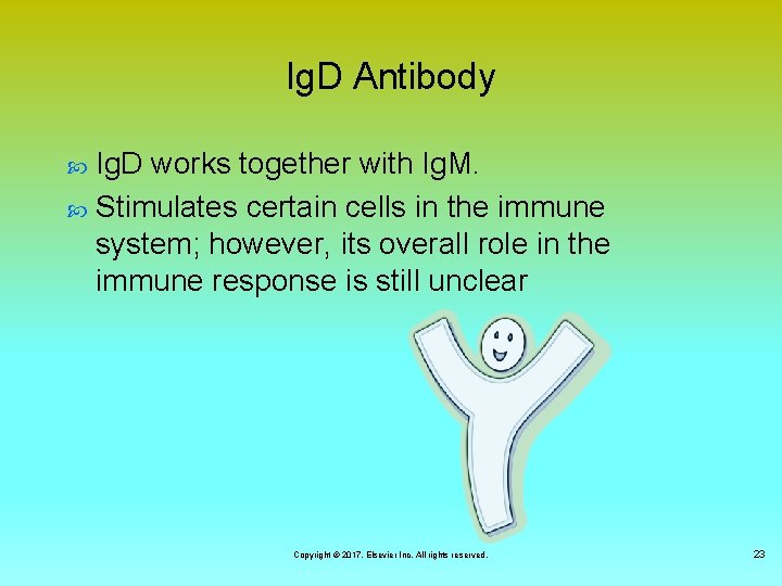 Ig. D Antibody Ig. D works together with Ig. M. Stimulates certain cells in