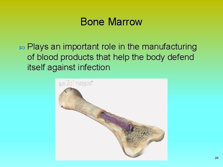 Bone Marrow Plays an important role in the manufacturing of blood products that help