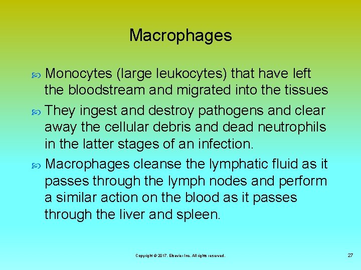 Macrophages Monocytes (large leukocytes) that have left the bloodstream and migrated into the tissues